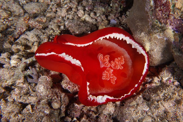 Spanish dancer