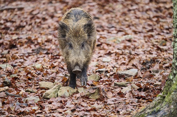 Young Wild boar