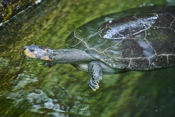 Yellow-spotted Amazon river turtle