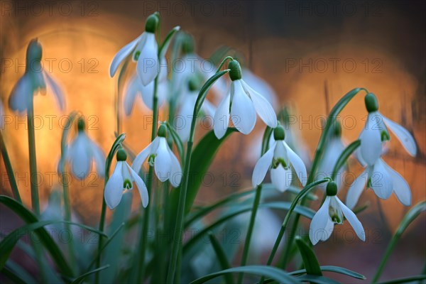 Common snowdrop