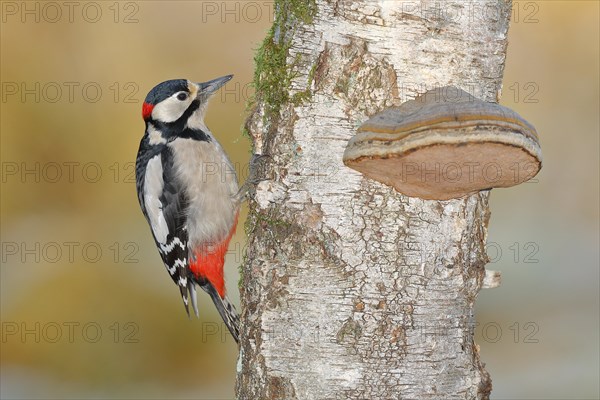 Great spotted woodpecker