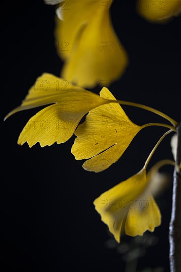 Ginkgo