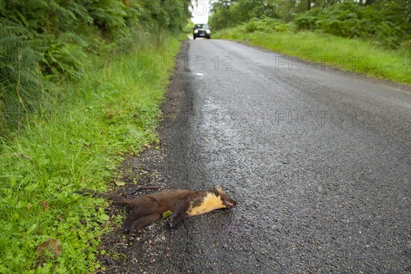 Pine marten