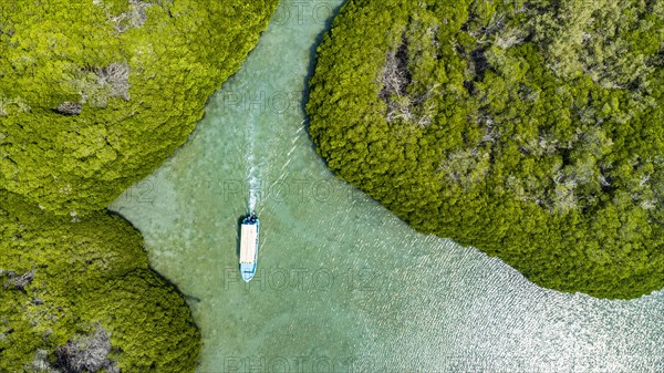 Aerial of the Mangrove forest