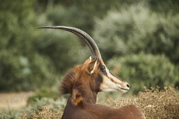 Sable antelope