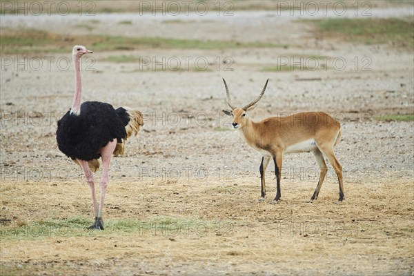 Common ostrich