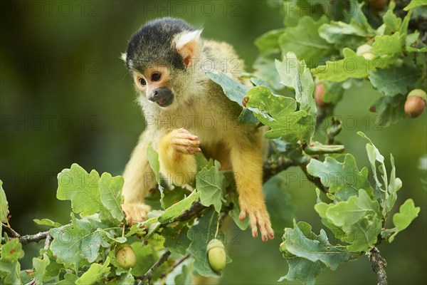 Common squirrel monkey