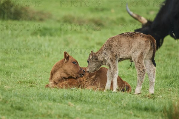 Aurochs