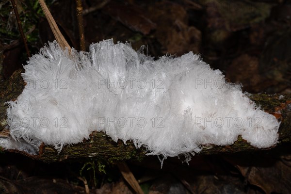 Hair ice fruit body white wavy ice needles on branch