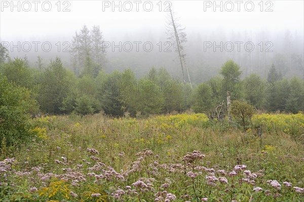 Hemp agrimony