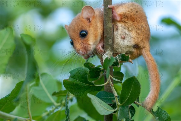 Female Common hazel dormouse