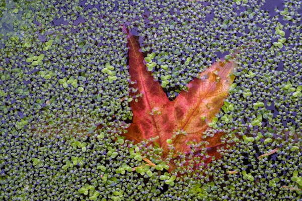 Red maple leaf in duckweed
