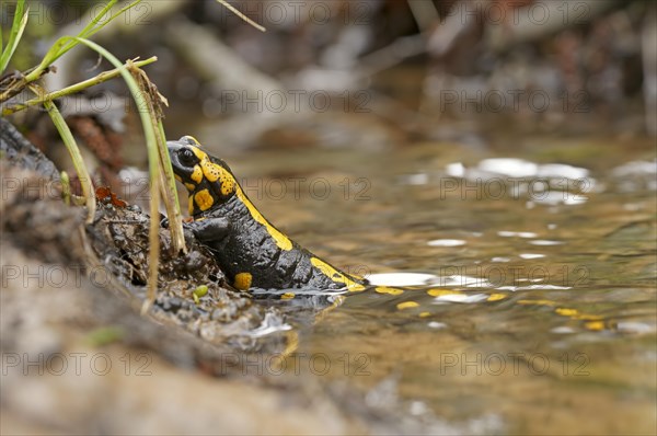 Female fire salamander