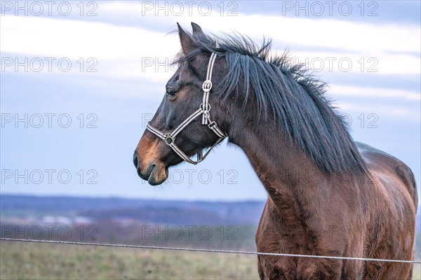 Horse on pasture