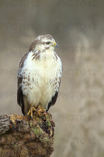 Common steppe buzzard