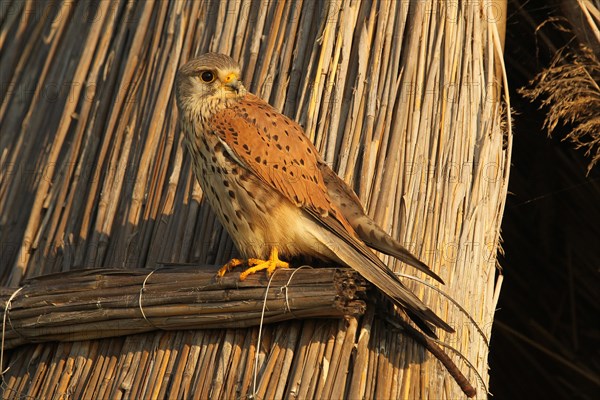 Common kestrel