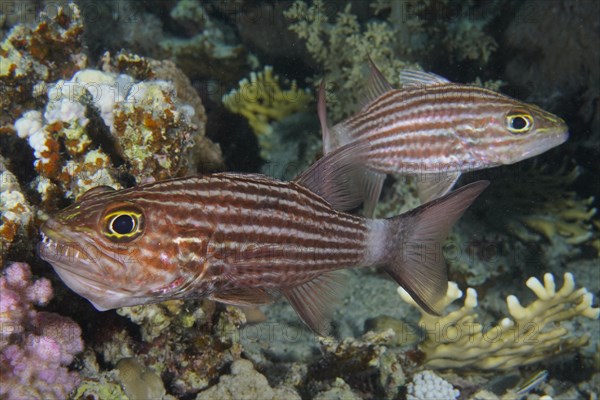 Largetoothed cardinalfish