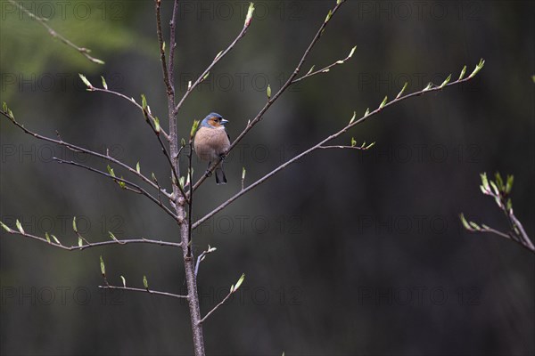 Common chaffinch