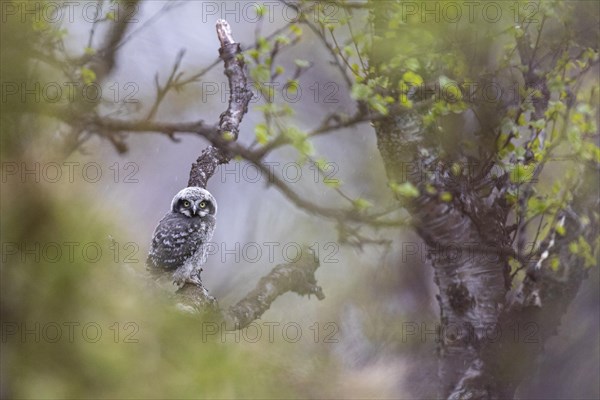 Northern hawk owl