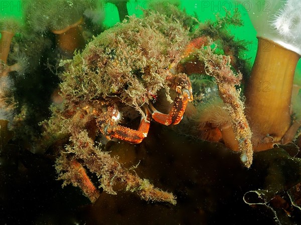 European spider crab