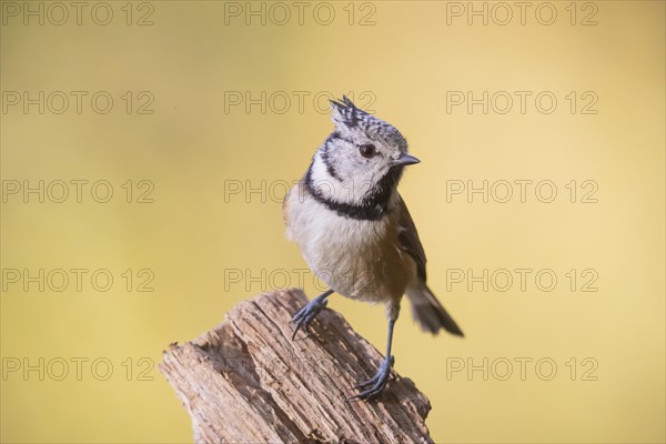 Crested Tit