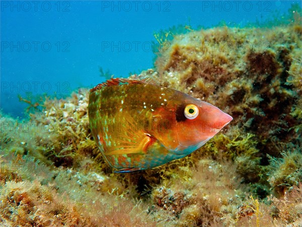 Colourful Atlantic wrasse