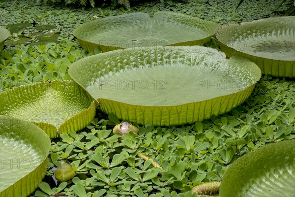 Giant water lilies