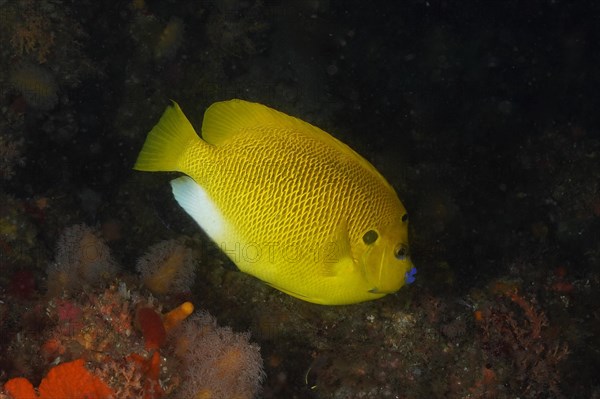 Protea Banks Dive Site