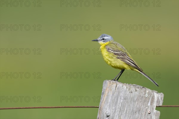 Western yellow wagtail