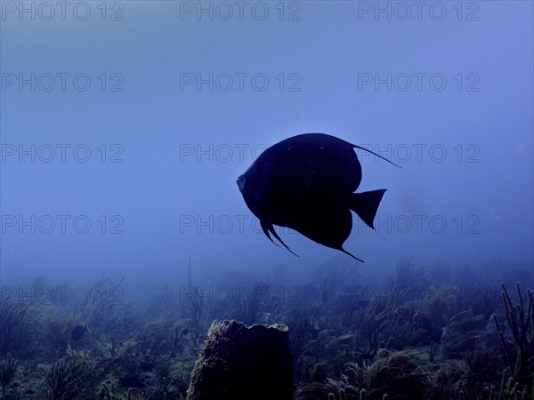 Silhouette of gray angelfish