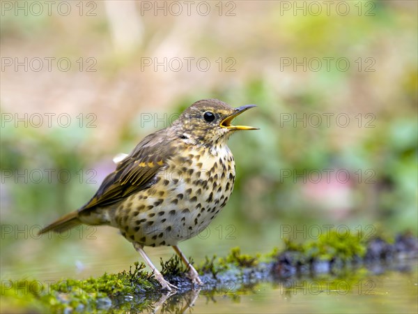 Song Thrush