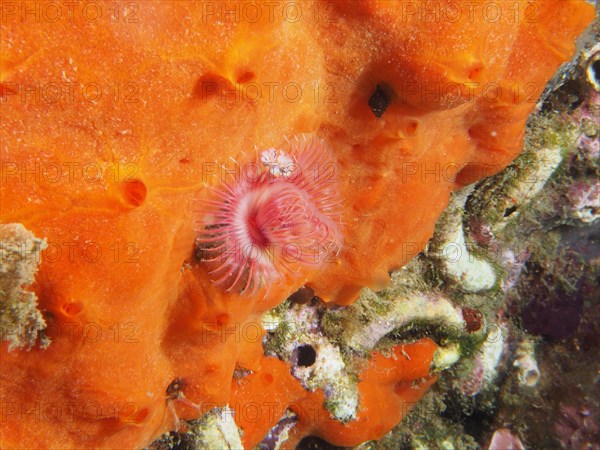 Small calcareous tube worm