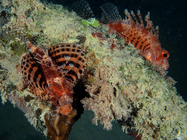 Two Red Sea Dwarf Lionfish