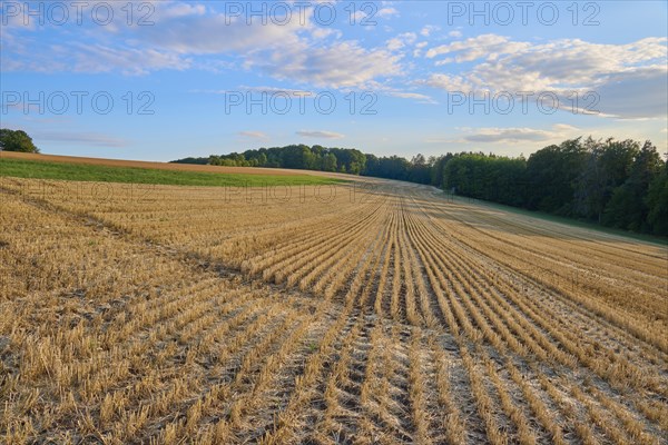 Grain field