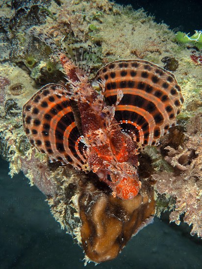 Red Sea Dwarf Lionfish