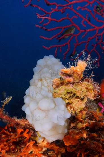 White sea squirt