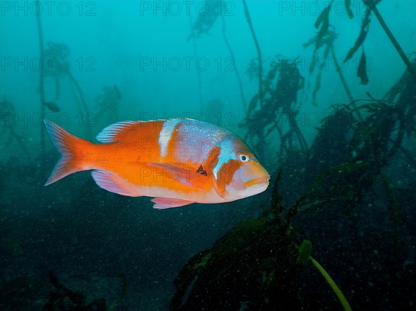 Red Roman sea bream