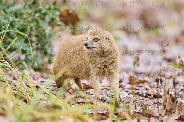 Yellow mongoose