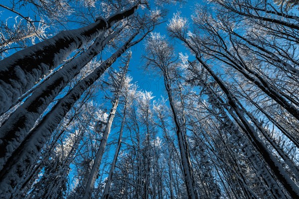 Blue sky above the snowy beech