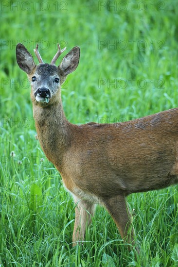 European roe deer