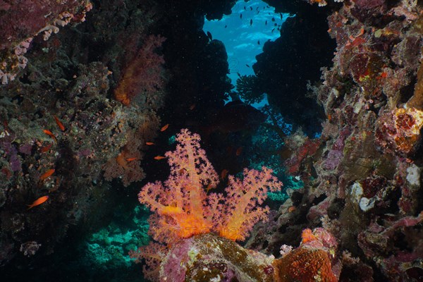 Hemprich's Tree Coral