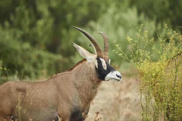 Sable antelope