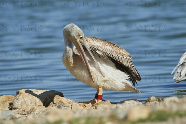 Great white pelican