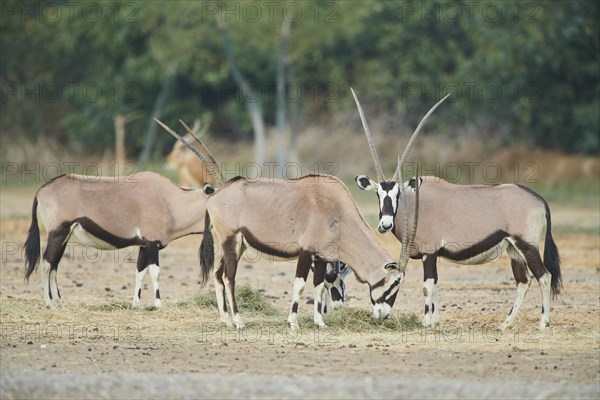 South African oryx