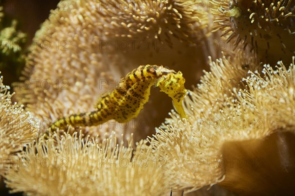 Tiger tail seahorse
