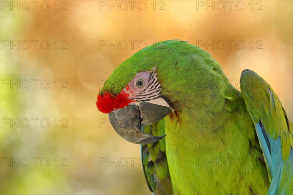 Great green macaw