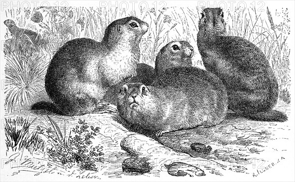 European ground squirrels