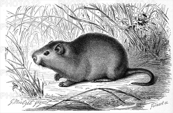 Greater cane rat