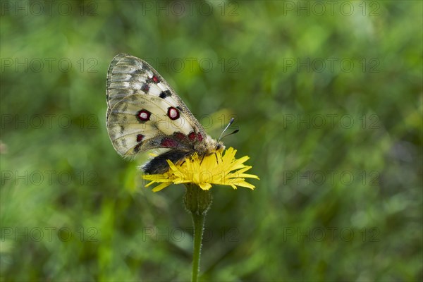 Alpine Apollo