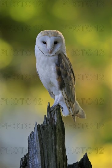 Common barn owl